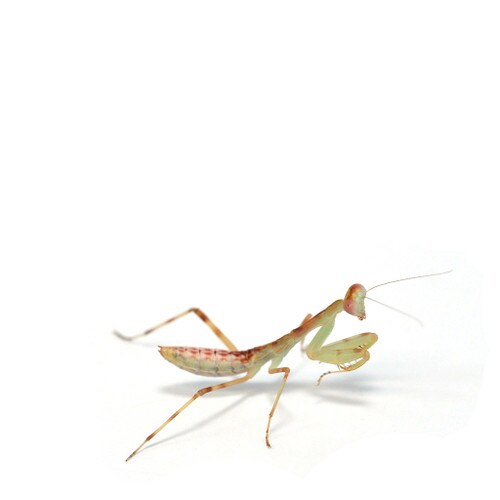 Harabiro Mantis